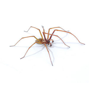 Groupe AZ Extermination exterminator spider