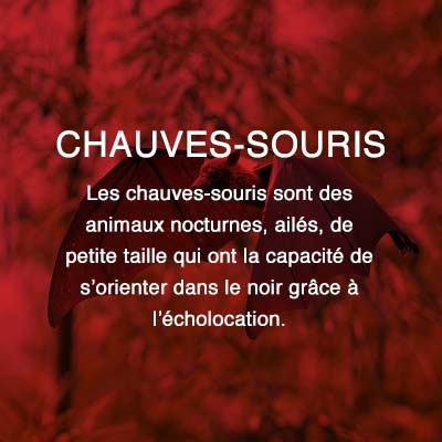 Groupe AZ extermination exterminateur relocalisation chauves-souris