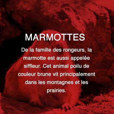 Groupe AZ extermination exterminateur relocalisation marmottes