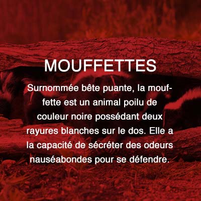 Groupe AZ extermination exterminateur relocalisation mouffettes