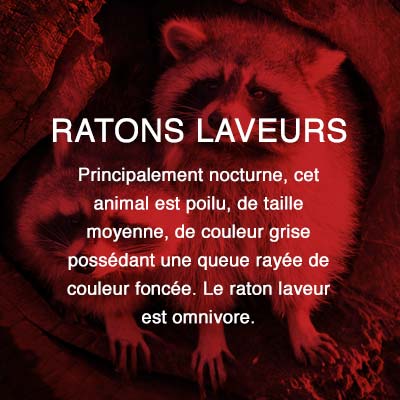 Groupe AZ extermination exterminateur relocalisation ratons-laveurs