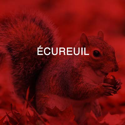 Groupe AZ extermination exterminateur relocalisation rongeurs