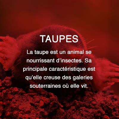 Groupe AZ extermination exterminateur relocalisation taupes