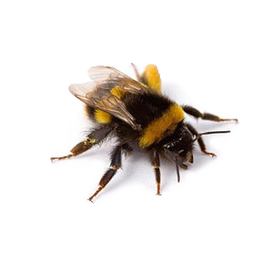 Groupe AZ Extermination Exterminator Bee