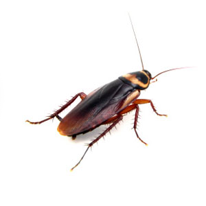 A to Z Extermination Cockroach Brown Stripe