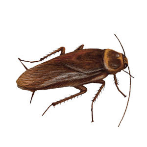 A to Z Extermination American Cockroach