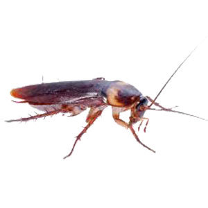 Groupe AZ Extermination exterminateur german cockroach