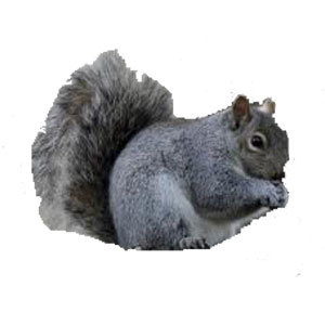 Groupe AZ Extermination exterminator gray squirrel