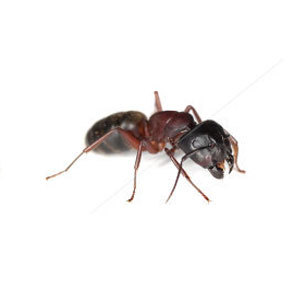 Groupe AZ Extermination exterminator Carpenter Ants