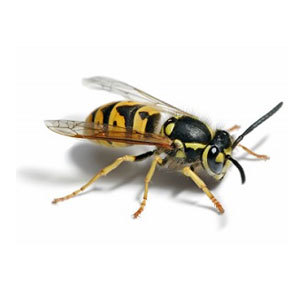 Groupe AZ Extermination exterminator wasp