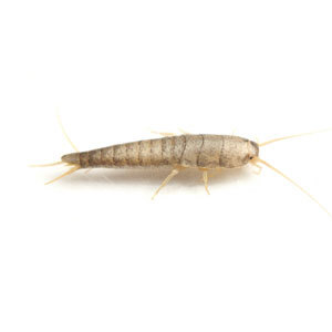 A to Z Extermination Exterminator Silverfish