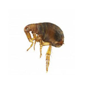 Groupe AZ Extermination exterminator Flea