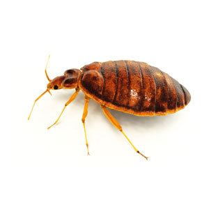 Groupe AZ Extermination exterminator Bed Bug