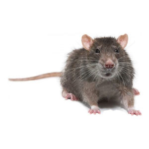 Groupe AZ Extermination Identification Rat