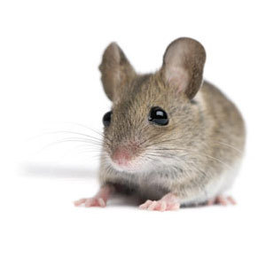 Groupe AZ Extermination exterminator Mouse