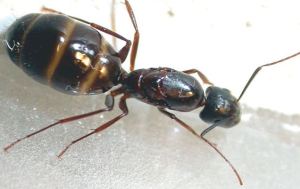 A to Z Extermination exterminator Carpenter Ants