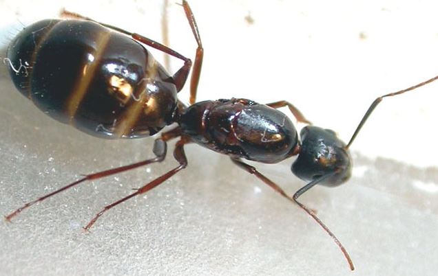 fourmis charpentières