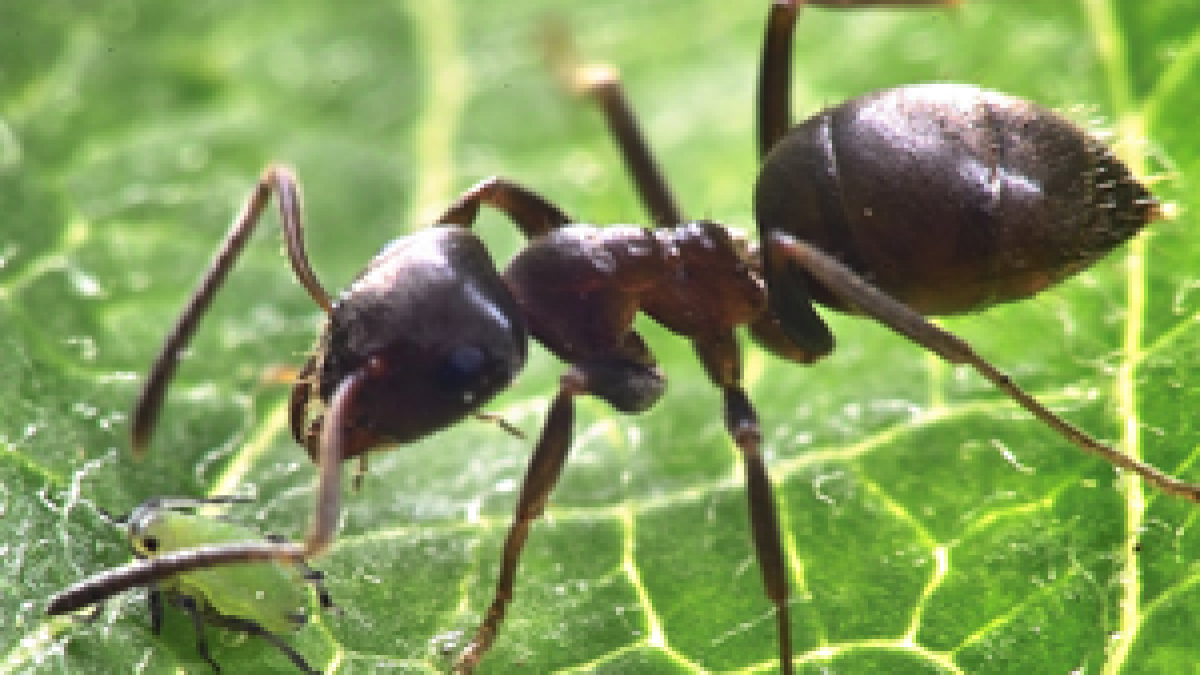 Extermination fourmis noire des champs
