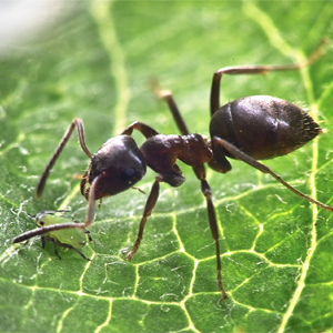 Groupe AZ Extermination exterminator Black Ants Fields