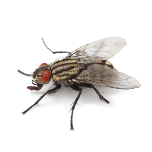 Groupe AZ Extermination exterminator Fly