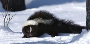 A to Z Extermination Exterminator Skunk