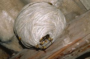 A to Z Extermination Wasp Nest