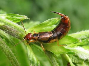 A to Z Extermination exterminator Earwig