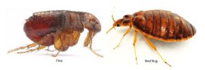 A to Z Extermination Fleas or Bed Bugs