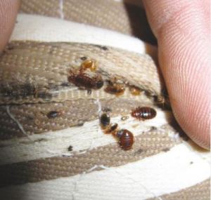 A to Z Extermination Bed Bugs
