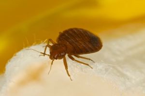 A to Z Extermination Bed Bugs SHQ