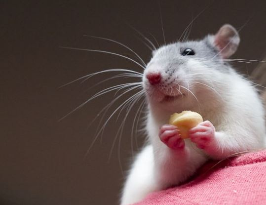 rat photo science et vie