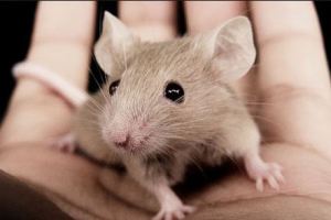 A to Z Extermination exterminator mouse mice