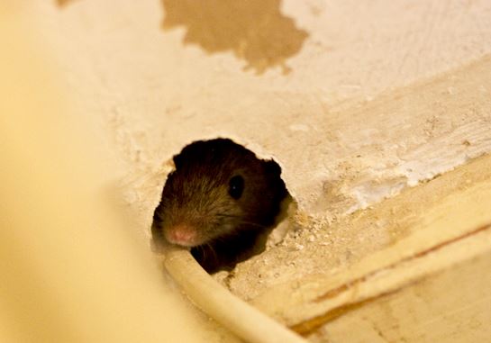 Comment se débarrasser d'un rongeur dans les murs ?