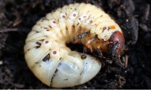 A to Z Extermination exterminator White Worms