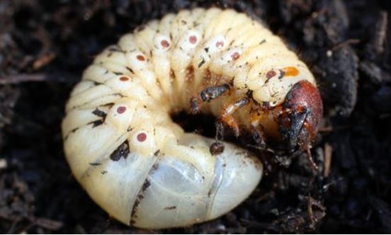 How to exterminate the beetles and formidable grubs ?