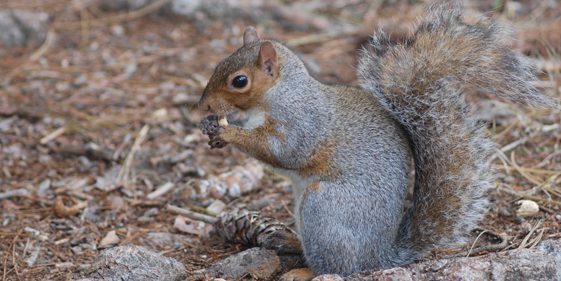 Groupe AZ Extermination exterminator gray squirrel