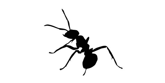 Groupe AZ Extermination exterminator Carpenter Ant