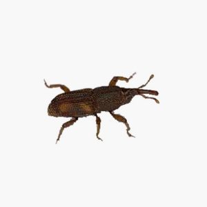 Groupe AZ Extermination exterminator Rice Weevil