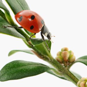 Groupe AZ Extermination exterminator Ladybug