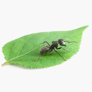 Identification fourmis de pavé