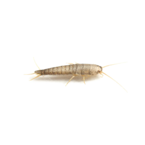 Groupe AZ Extermination exterminator Silverfish