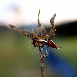 Groupe AZ Extermination exterminator Earwig