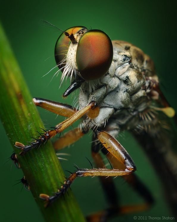 A à Z Extermination mouche domestique