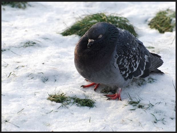 A à Z Extermination exterminateur pigeon