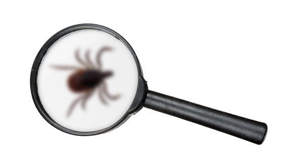 A à Z Extermination Exterminateur Consultation Entomologique