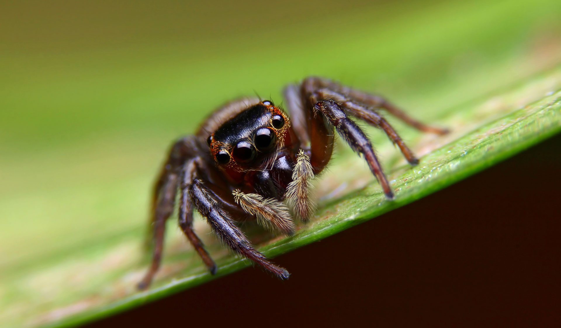 Exterminateur araignées