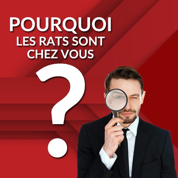 Groupe AZ extermination exterminateur rats